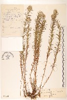 堅杆火絨草藏品圖，第1張