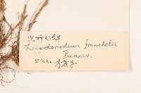 堅杆火絨草藏品圖，第3張