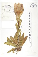 苞葉風毛菊藏品圖，第1張