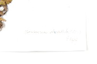 苞葉風毛菊藏品圖，第3張