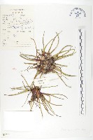 星狀風毛菊藏品圖，第1張