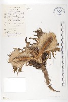 綿頭雪蓮花藏品圖，第1張