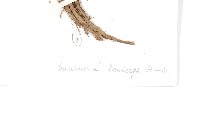 綿頭雪蓮花藏品圖，第3張