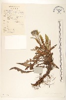 東俄洛風毛菊藏品圖，第1張