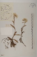 尼泊爾籟簫藏品圖，第1張