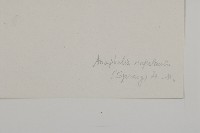 尼泊爾籟簫藏品圖，第3張