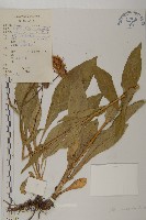 狗舌紫菀藏品圖，第1張