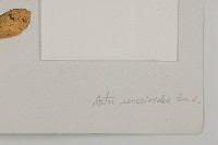 狗舌紫菀藏品圖，第3張