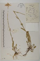 東俄洛紫菀藏品圖，第1張