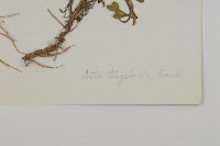 東俄洛紫菀藏品圖，第3張