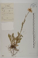 東俄洛紫菀藏品圖，第1張