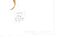 鼠麴風毛菊藏品圖，第2張
