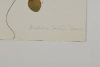 心葉兔兒風藏品圖，第3張