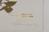 細川氏天名精藏品圖，第3張