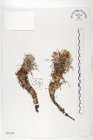 鳶尾葉風毛菊藏品圖，第1張