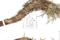 鳶尾葉風毛菊藏品圖，第2張