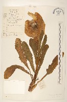 苞葉風毛菊藏品圖，第1張