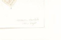 苞葉風毛菊藏品圖，第3張