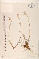 鑽葉火絨草藏品圖，第1張