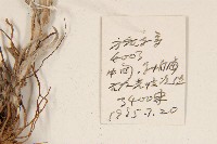 鑽葉火絨草藏品圖，第2張