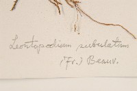 鑽葉火絨草藏品圖，第3張