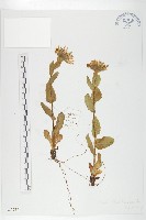 水朝陽花藏品圖，第1張