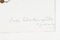 水朝陽花藏品圖，第3張