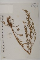 灰苞蒿藏品圖，第1張