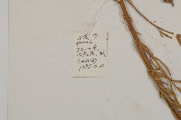 灰苞蒿藏品圖，第2張