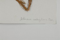 灰苞蒿藏品圖，第3張