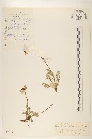 川西小黃菊藏品圖，第1張