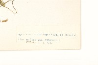 川西小黃菊藏品圖，第3張