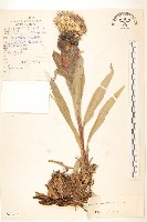 氈毛風毛菊藏品圖，第1張