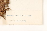 氈毛風毛菊藏品圖，第3張