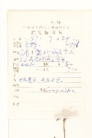 川西小黃菊藏品圖，第2張