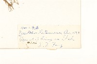 川西小黃菊藏品圖，第3張