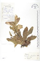 苞葉風毛菊藏品圖，第1張