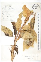 苞葉風毛菊藏品圖，第1張