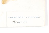 苞葉風毛菊藏品圖，第3張