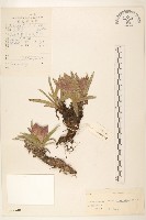 氈毛風毛菊藏品圖，第1張