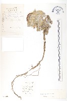 水母雪蓮花藏品圖，第1張