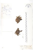 登錄號:S022751藏品圖，第1張