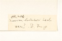 東俄洛風毛菊藏品圖，第3張