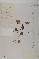 紅頭垂頭菊藏品圖，第1張