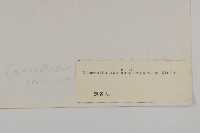 紅頭垂頭菊藏品圖，第3張