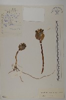 小垂頭菊藏品圖，第1張