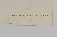 小垂頭菊藏品圖，第3張