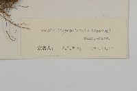 尼泊爾籟簫藏品圖，第3張