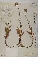 重冠紫菀藏品圖，第1張