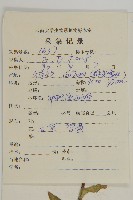 重冠紫菀藏品圖，第2張